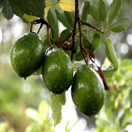 Avocado Carrier Oil - Extra Virgin